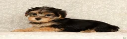 Yochon dogs for sale: Kathy - Ad 6