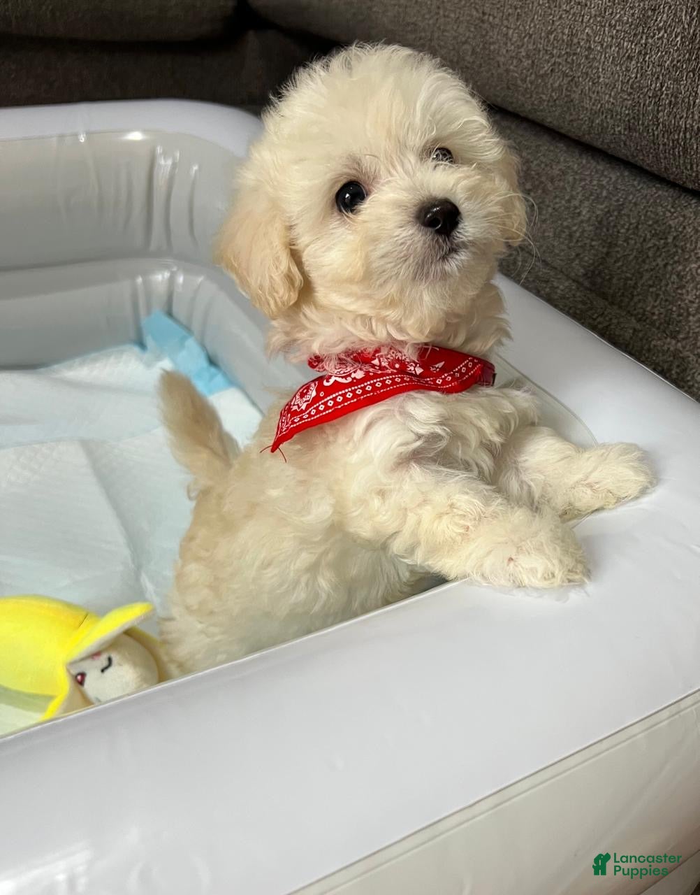 Maltipoo dogs Max toy maltipoo - Ad 2