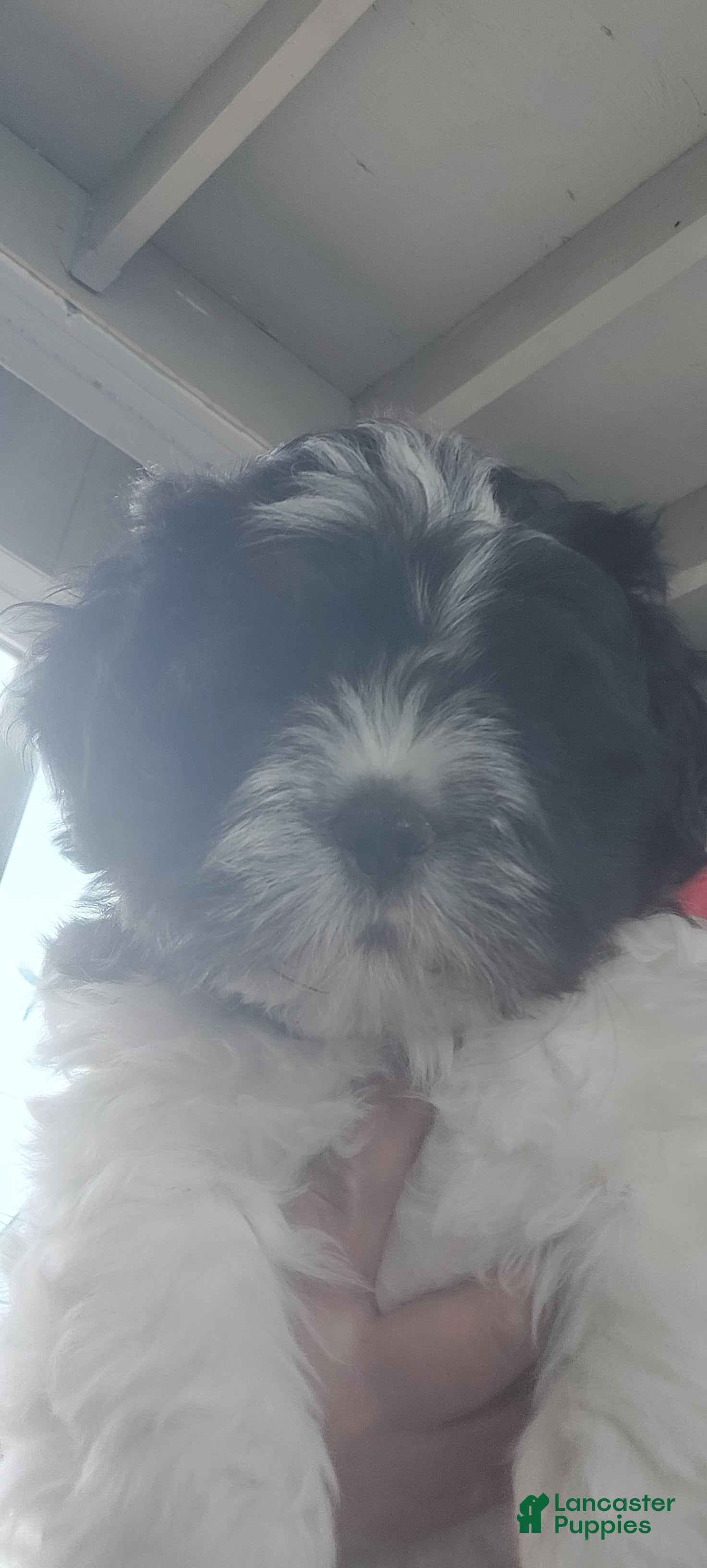 Shih Tzu dogs Shih Tzu Puppy 6 - Ad 7