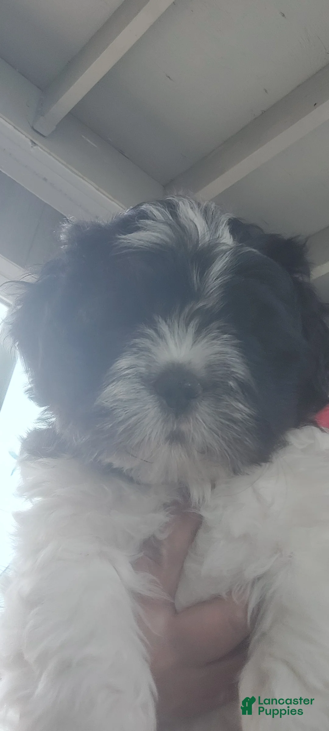 Shih Tzu dogs for sale: Shih Tzu Puppy 6 - Ad 1