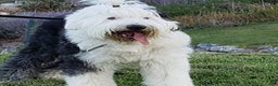 Old English Sheepdog dogs for stud: Old English Sheepdog  - Ad 7