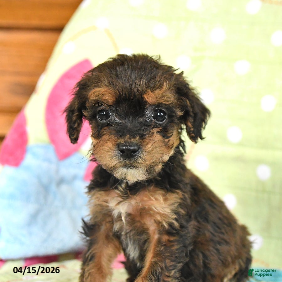 Mini Goldendoodle dogs Krystal - Ad 2