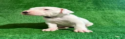 Dogo Argentino dogs for sale: Silver female - Ad 4