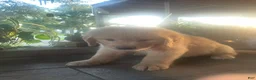 Golden Retriever dogs for sale: Black collar boy. - Ad 6