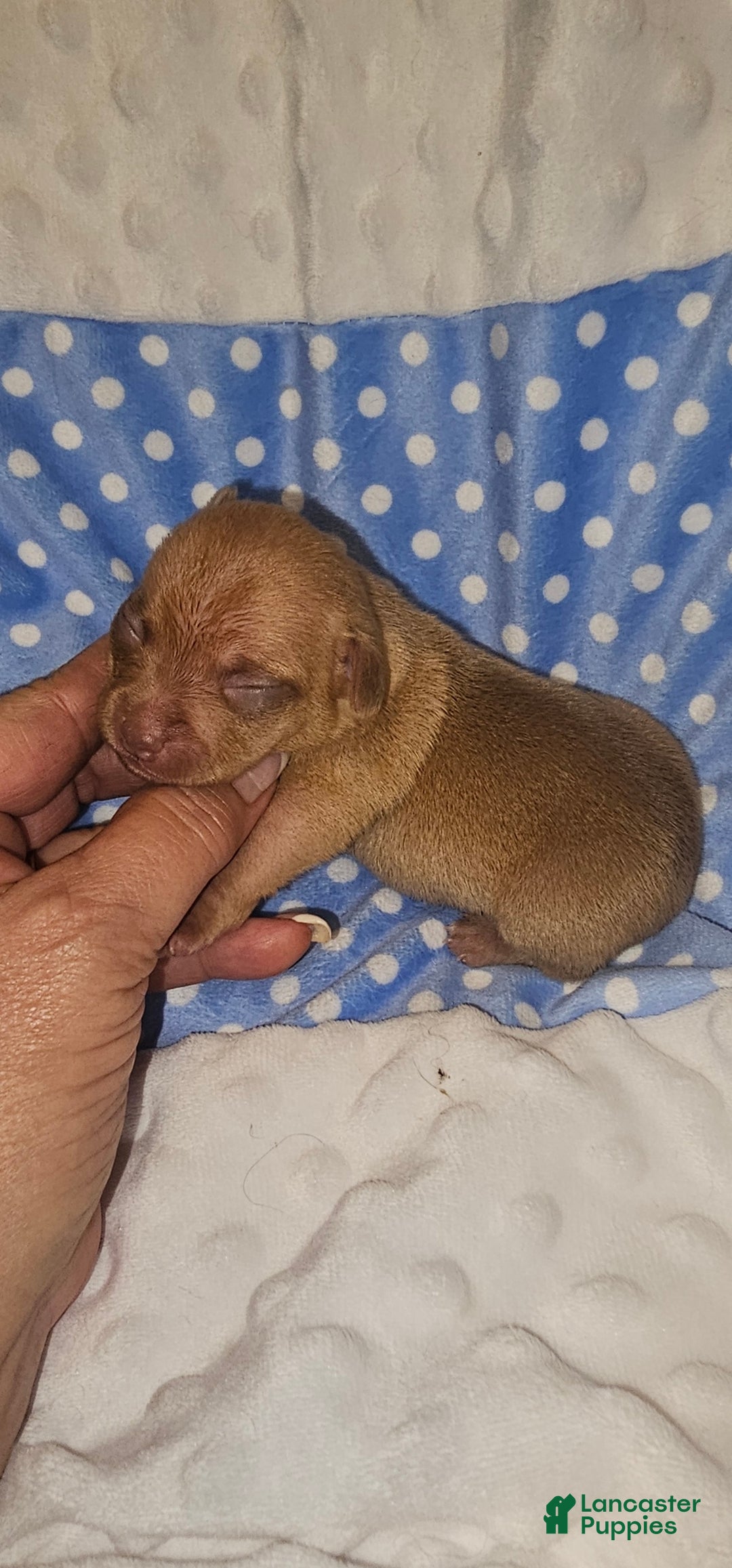 Chihuahua dogs for sale: Chihuahua Puppy 3 - Ad 2