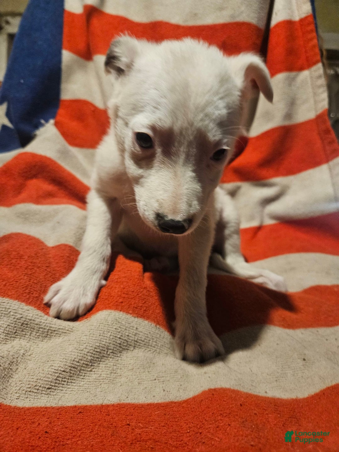 Border Collie dogs for sale: Dreami (Runt) - Ad 34