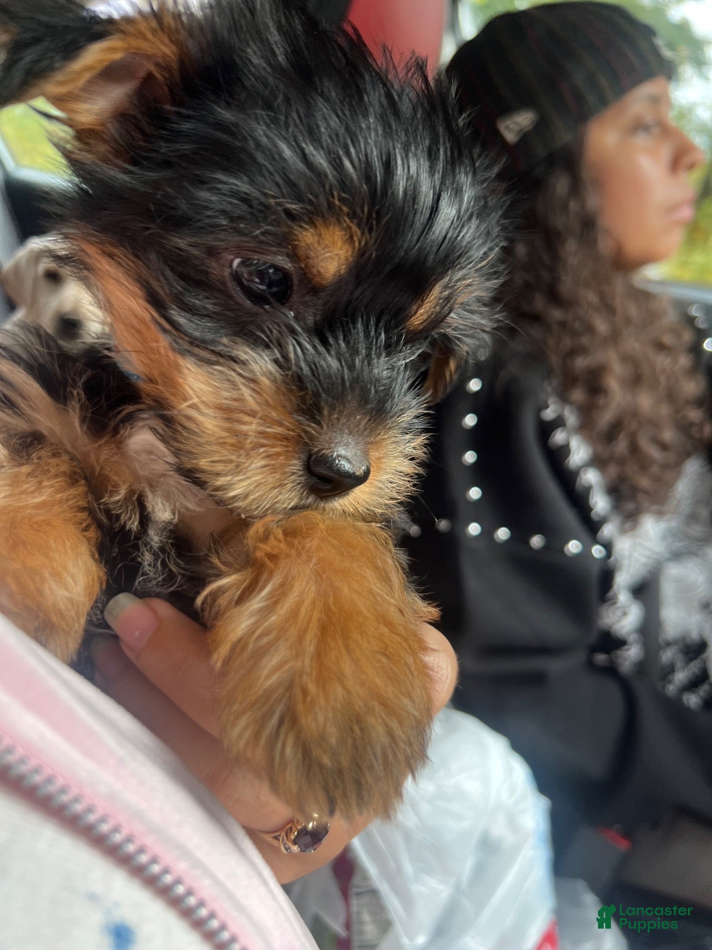 Yorkshire Terrier dogs for sale: Yorkshire Terrier 1 - Ad 2