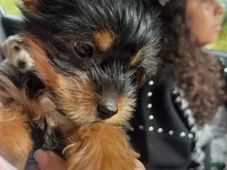 Yorkshire Terrier dogs Yorkshire Terrier 1 - Ad 1