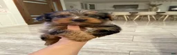 Yorkshire Terrier dogs for sale: Yorkshire Terrier Puppy 1 - Ad 4