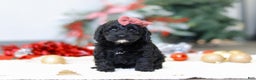 Cockapoo dogs for sale: Bailey - Ad 3