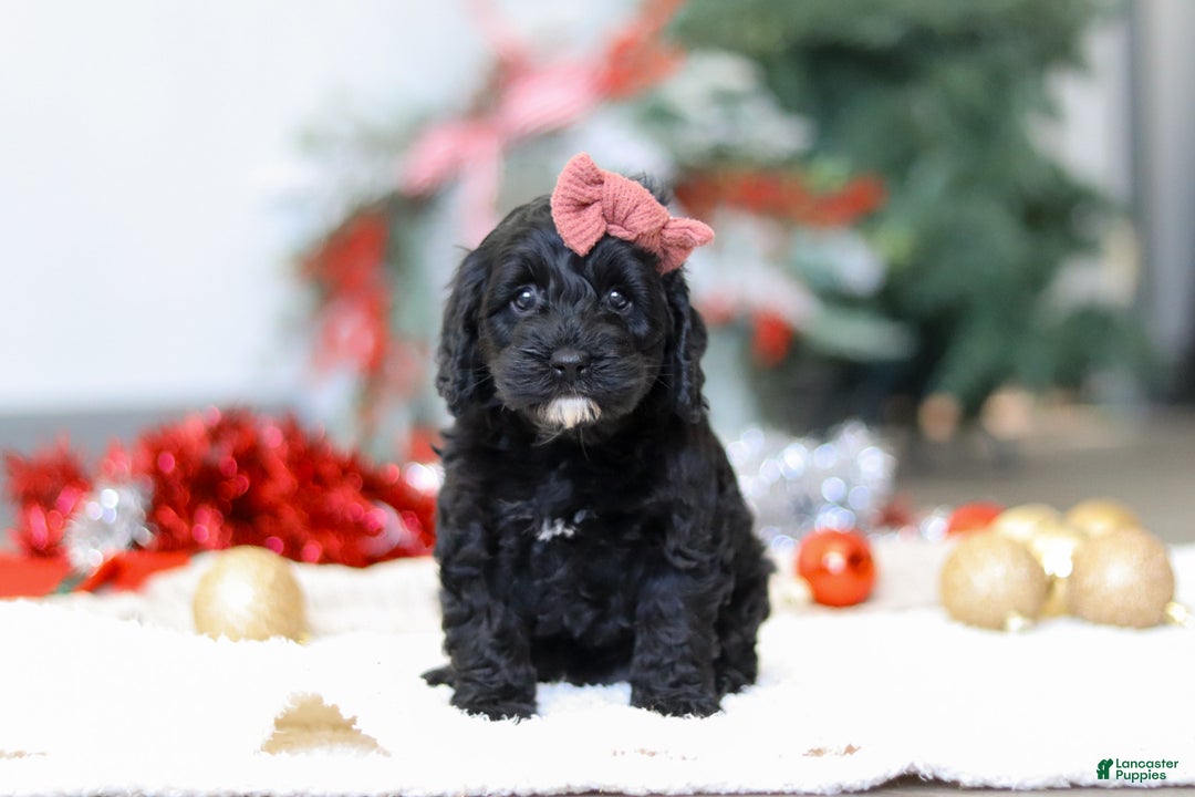 Cockapoo dogs for sale: Bailey - Ad 3