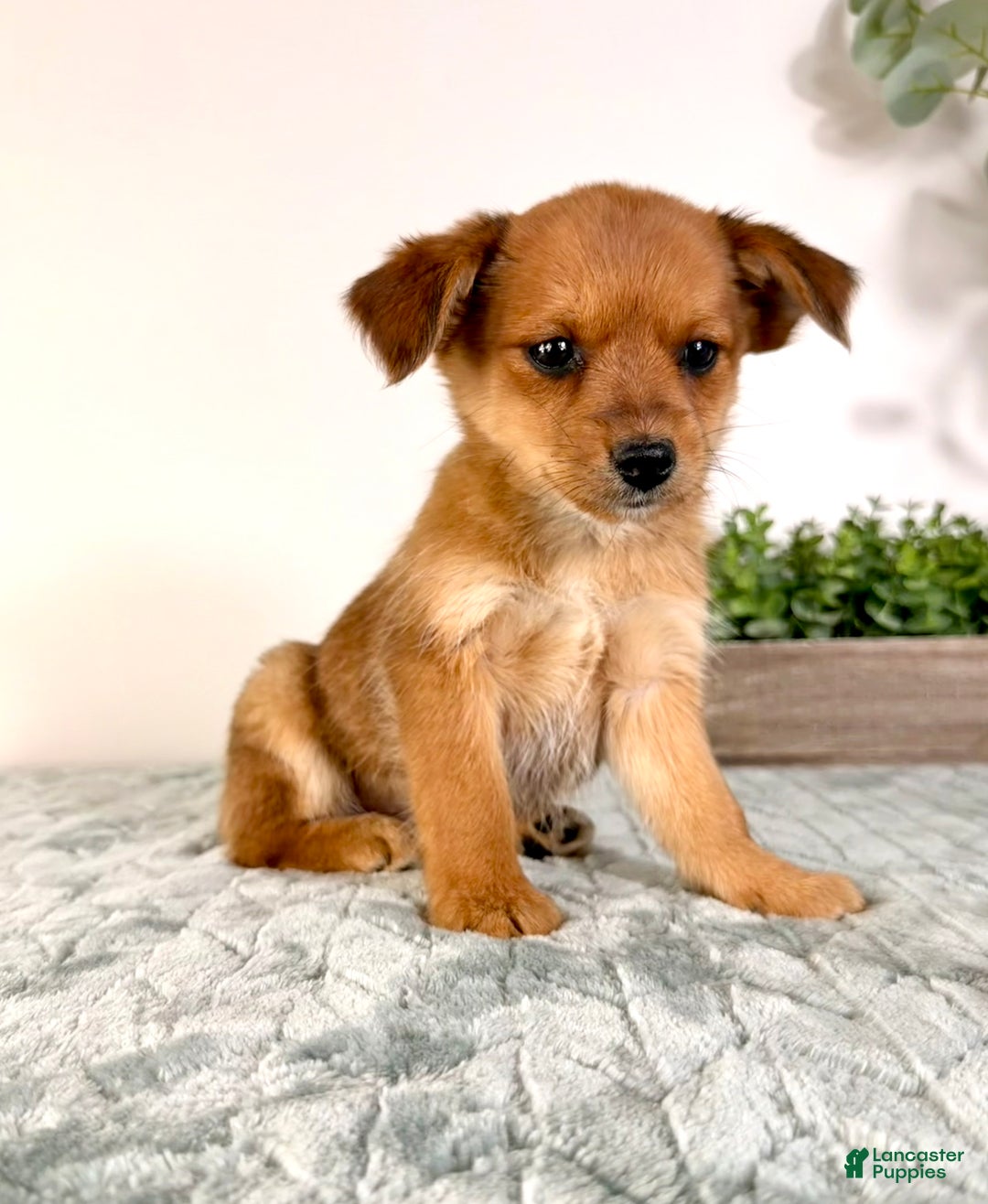 Mixed Breed dogs for sale: Pumpkin - Ad 1