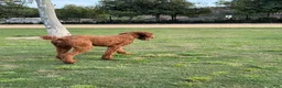 Standard Poodle dogs for sale: Daisy - Ad 11