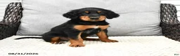 Mixed Breed dogs for sale: Kacy - Ad 1