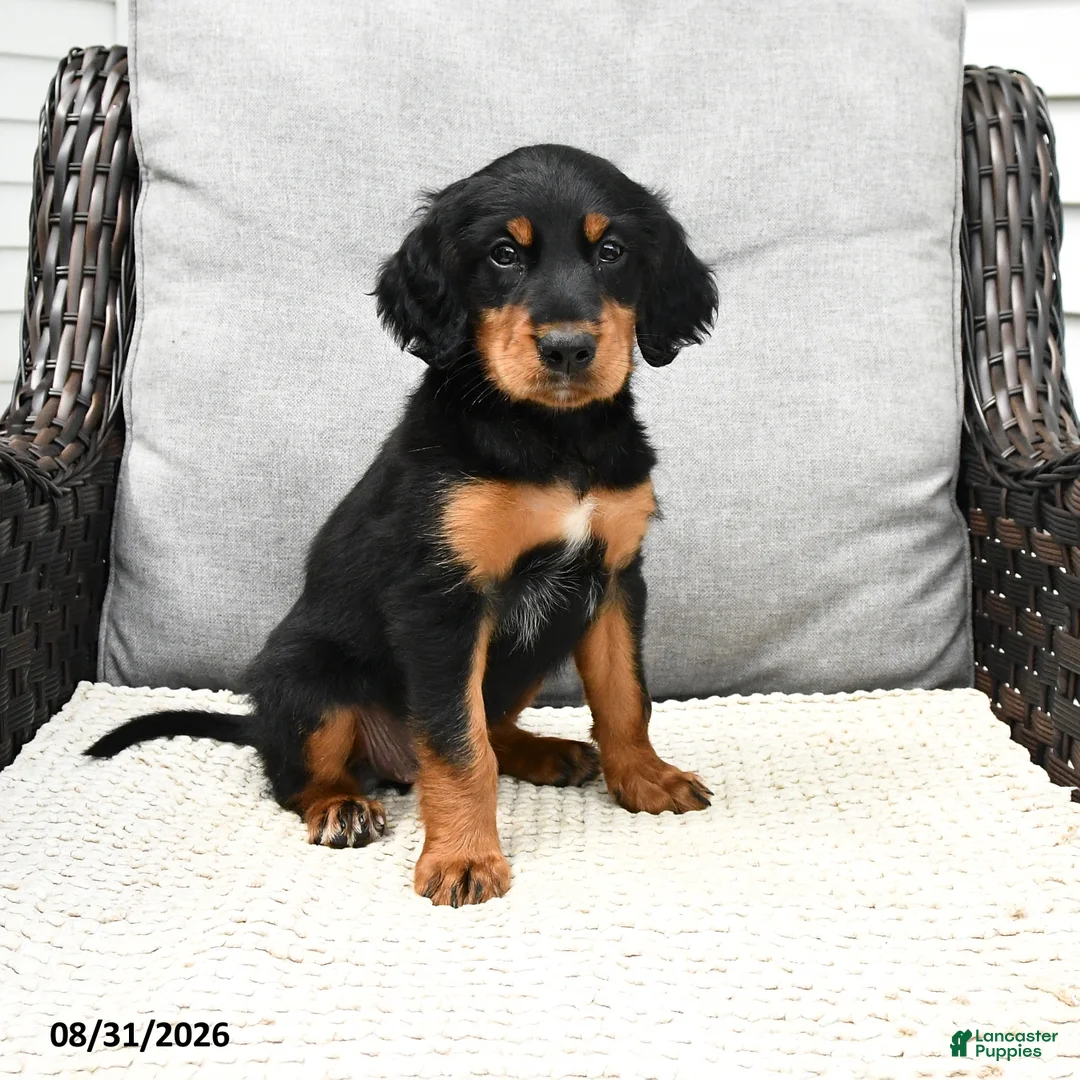 Mixed Breed dogs for sale: Kacy - Ad 1