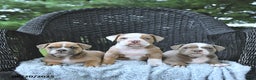 Olde English Bulldogge dogs for sale: Kaya - Ad 8