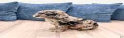 Miniature Poodle dogs for sale: Gabe - Ad 4