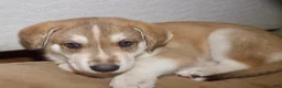 Gerberian Shepsky dogs for sale: Ragnar  - Ad 5