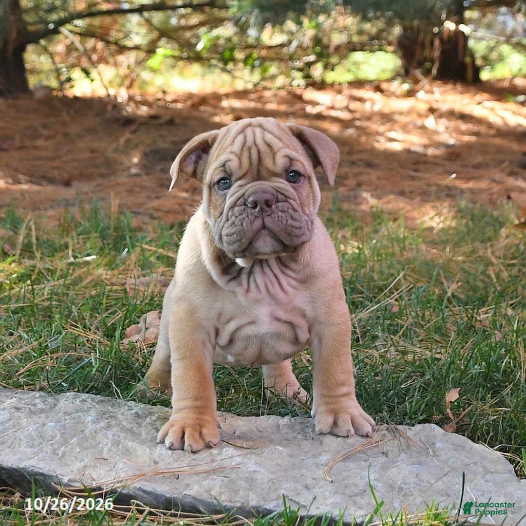 English Bulldog dogs for sale: Freedom - Ad 2