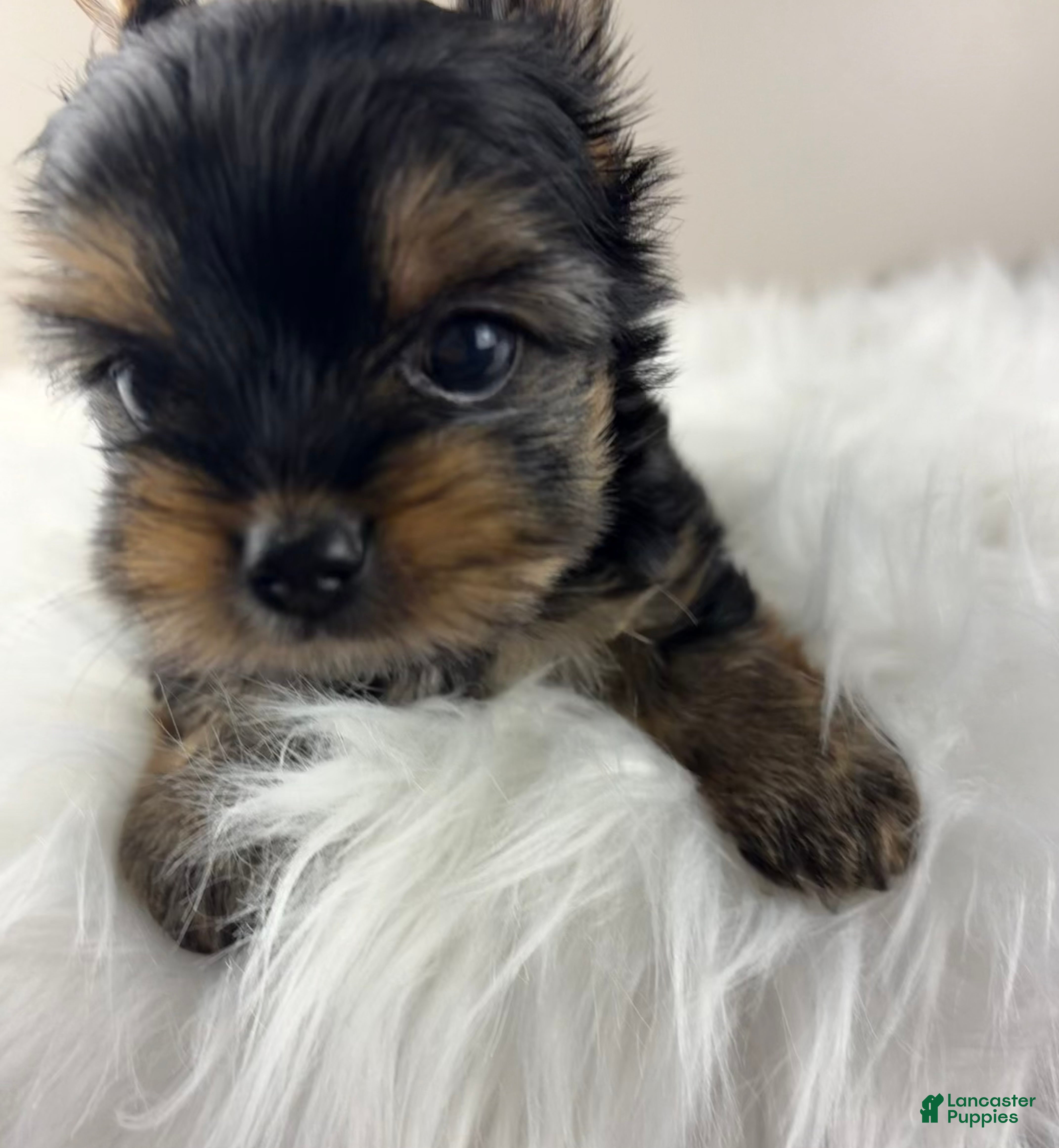 Yorkshire Terrier dogs Mikey - Ad 1