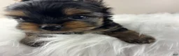 Yorkshire Terrier dogs for sale: Mikey - Ad 1
