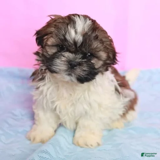 Gallery Image {{count}}