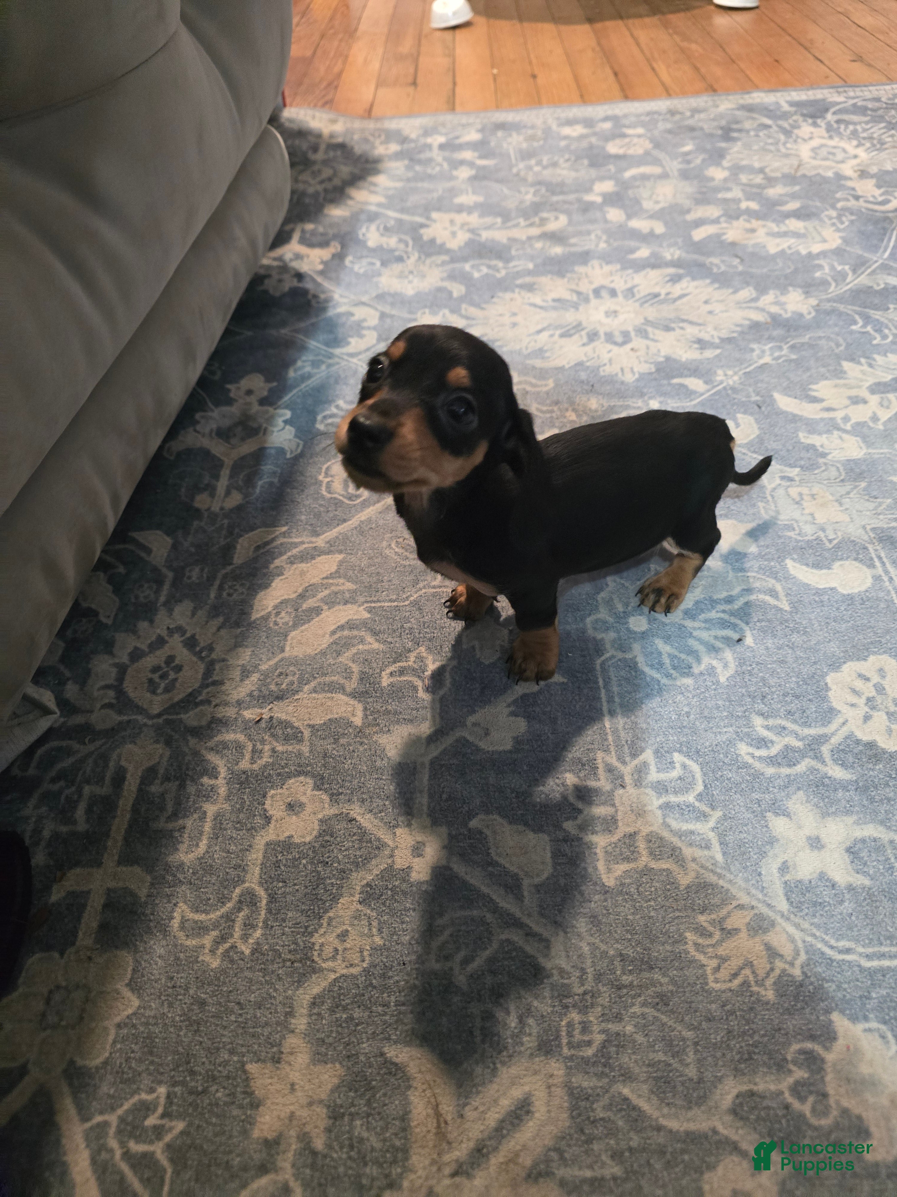 Miniature Dachshund dogs Bandit - Ad 2