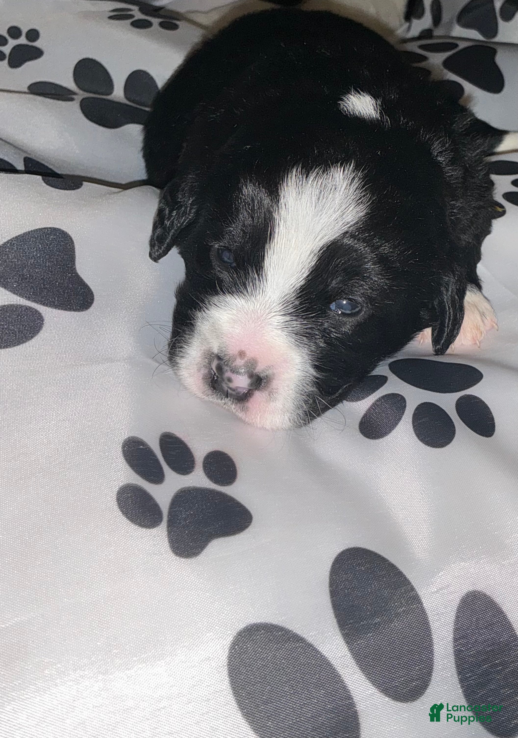 Bernedoodle dogs Santo Jr - Ad 2