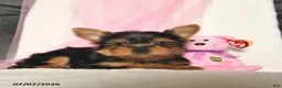 Yorkshire Terrier dogs for sale: Lizzy  - Ad 5