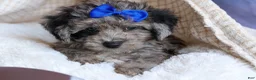 Bichpoo dogs for sale: NOAH - Ad 13