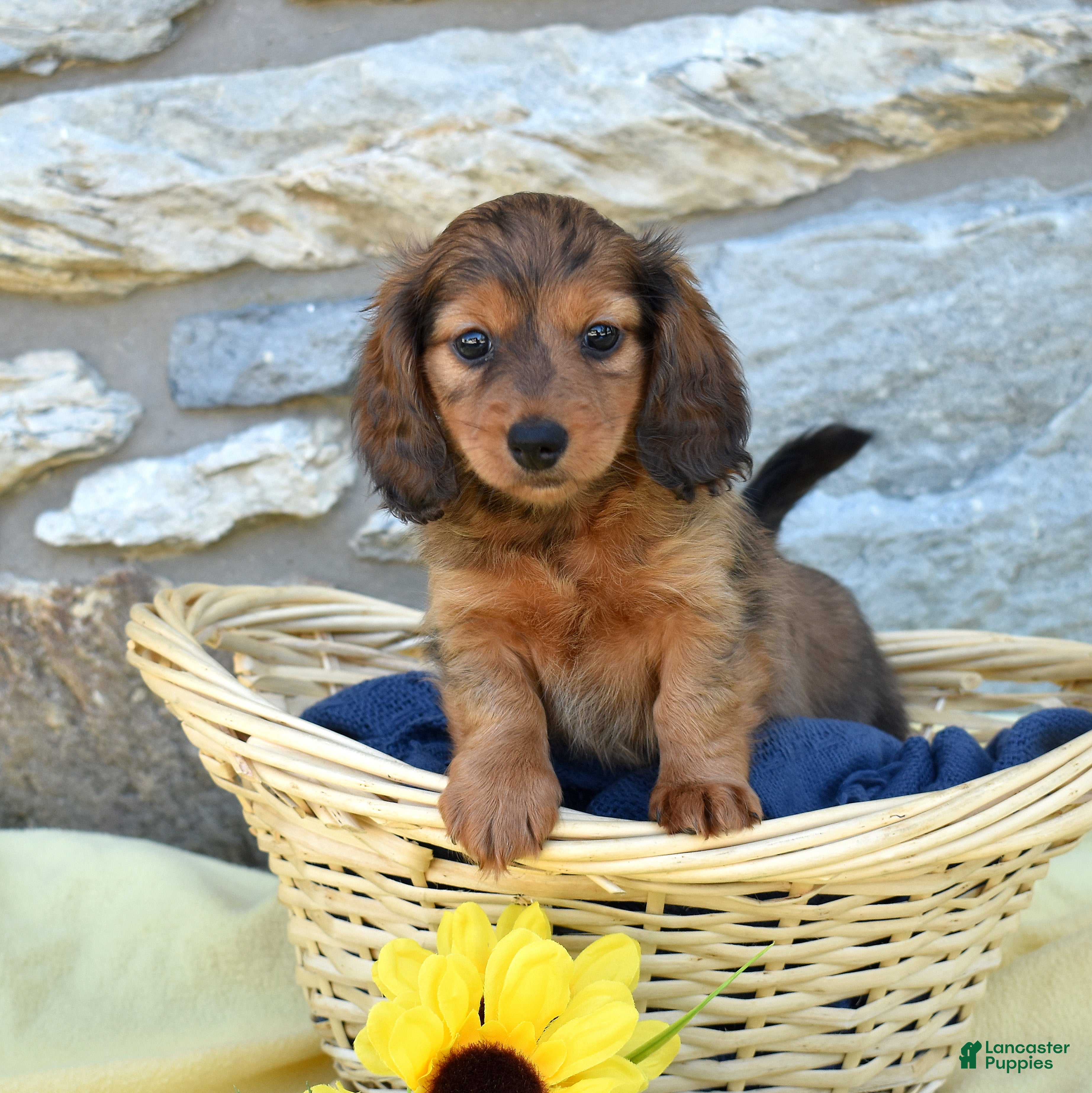 Miniature Dachshund dogs Hazel - Ad 1