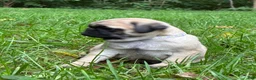 Pug dogs for sale: Addie - Ad 4