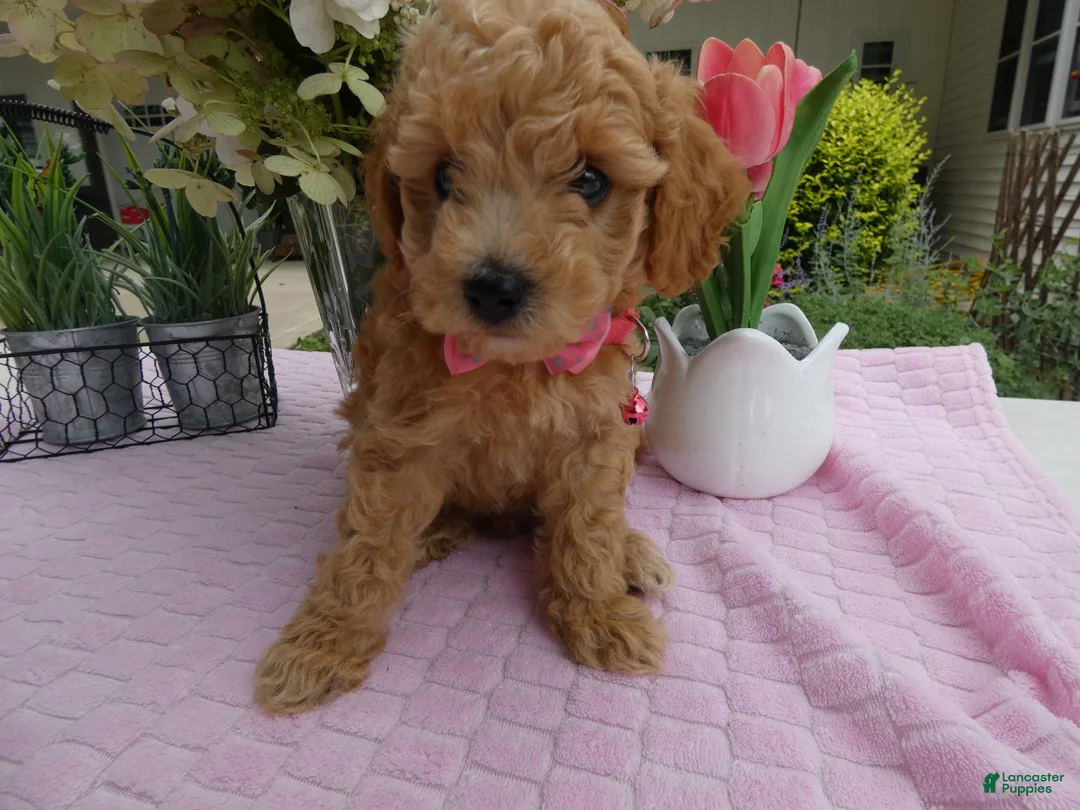 Toy Poodle dogs for sale: Toy Poodle 3 Missy - Ad 2
