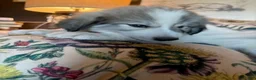 Great Pyrenees dogs for sale: Jinx - Ad 4