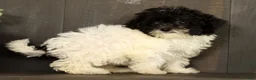 Havapoo dogs for sale: Twinkle - Ad 7