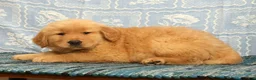 Golden Retriever dogs for sale: Chip - Ad 9