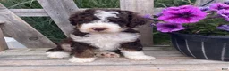 Mini Bernedoodle dogs for sale: Kosmo - Ad 5