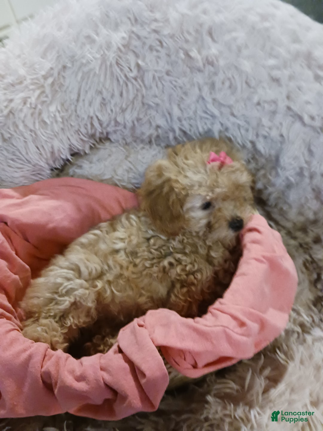 Toy Poodle dogs for sale: Polly - Ad 9