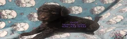 Standard Poodle dogs for sale: Josie - Ad 3