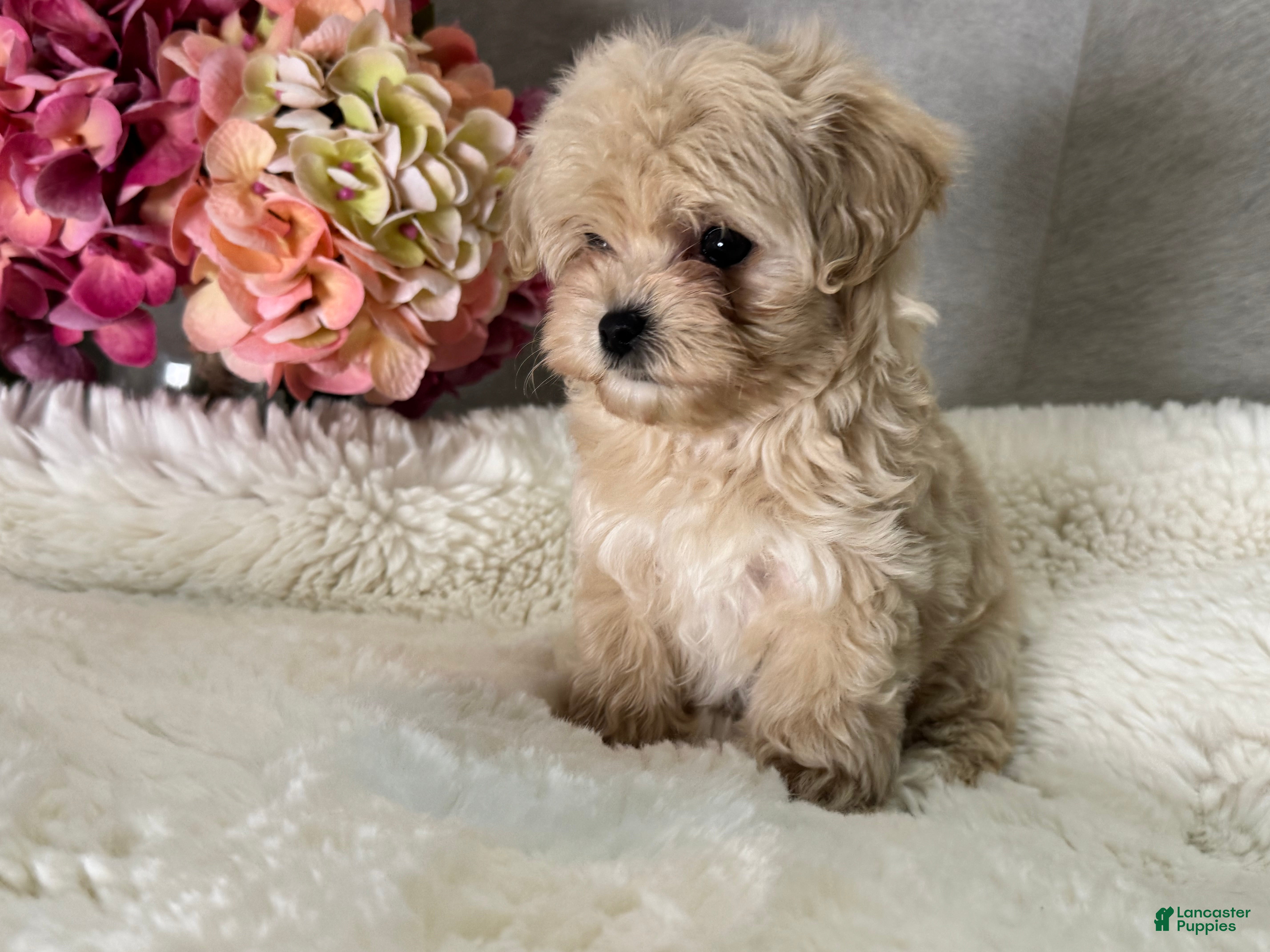 Maltipoo dogs Mars - Ad 2