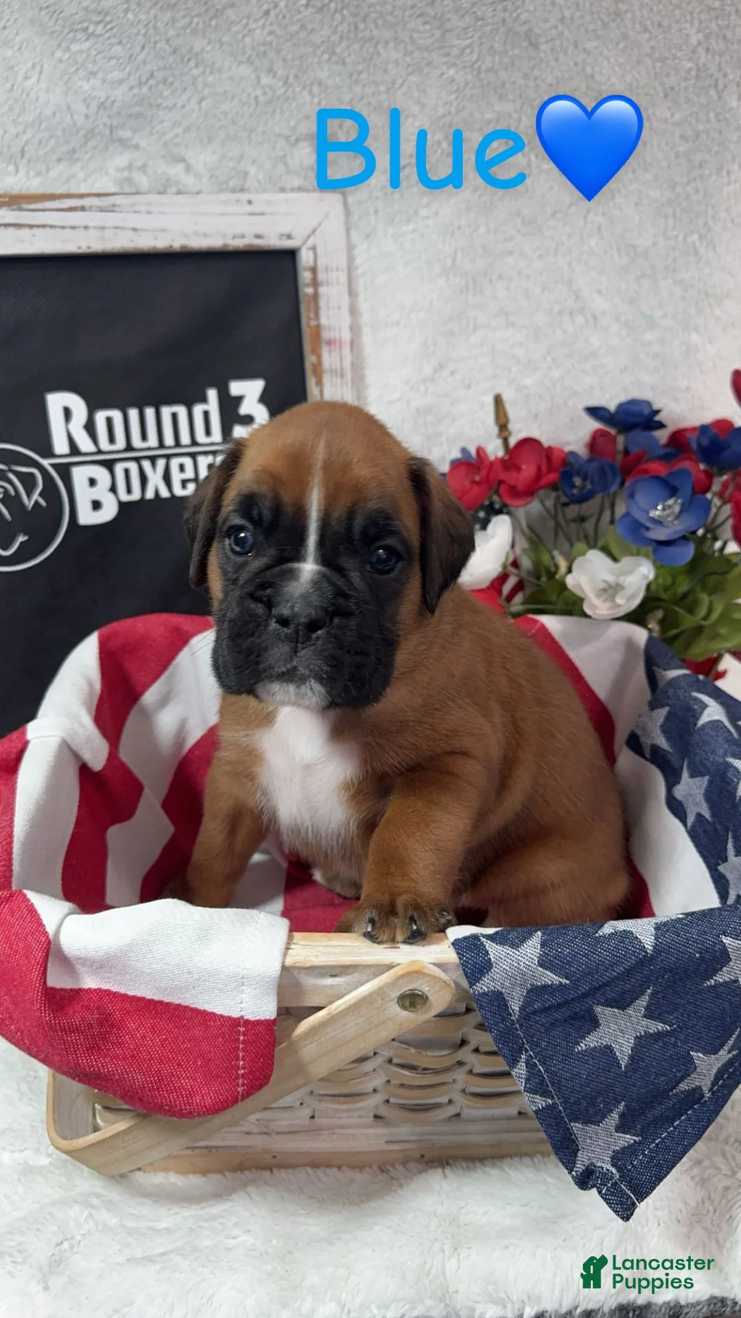 Boxer dogs for sale: Blue - Ad 1