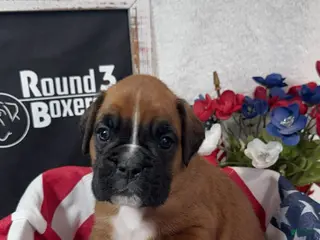 Boxer dogs Blue - Ad 23