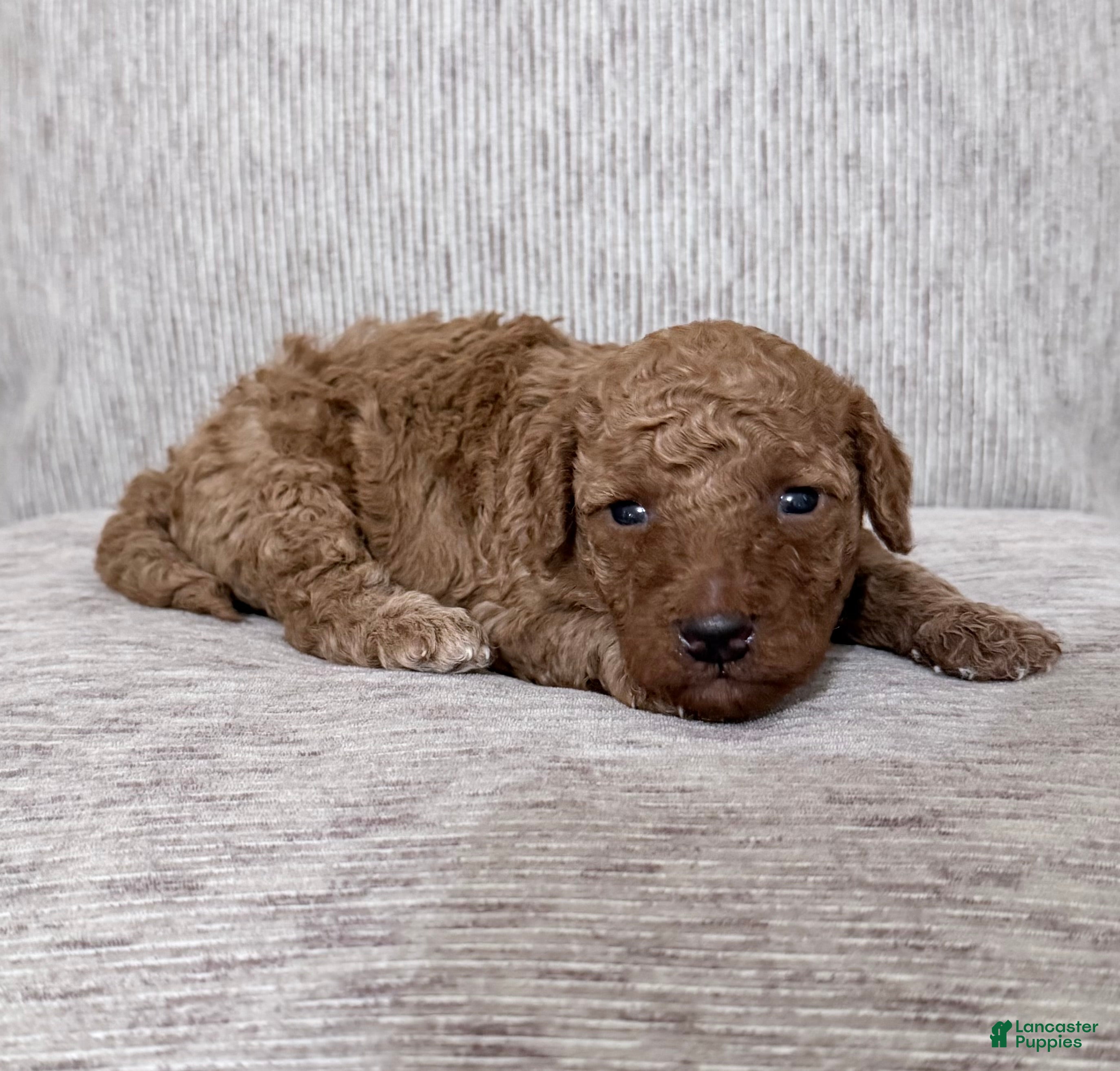 Mini Goldendoodle dogs Puppy 5 - Ad 26