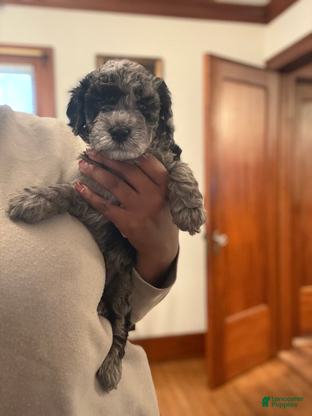 Mixed Breed dogs for sale: Princess - Ad 2