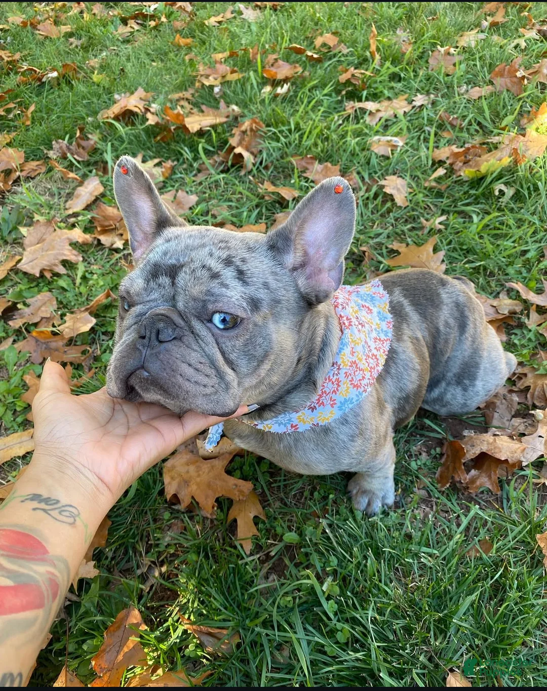 French Bulldog dogs for sale: French Bulldog Puppy 6 - Ad 2