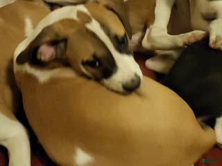 Mixed Breed dogs Princess Peach - Ad 29