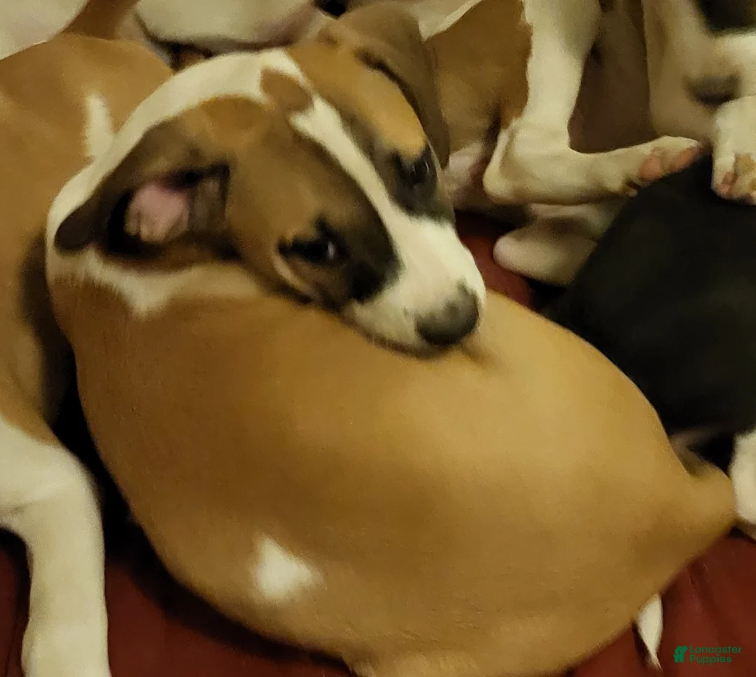 Mixed Breed dogs for sale: Princess Peach - Ad 1