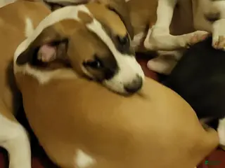 Mixed Breed dogs Princess Peach - Ad 7