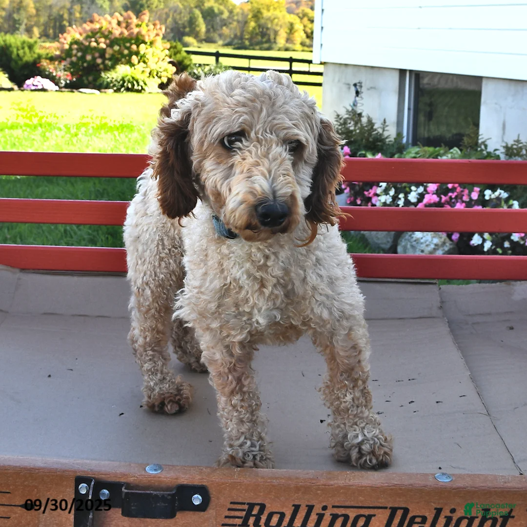 Mini Aussiedoodle dogs for sale: Tina - Ad 7