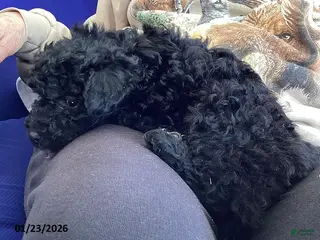 Toy Poodle dogs Rocky - Ad 2